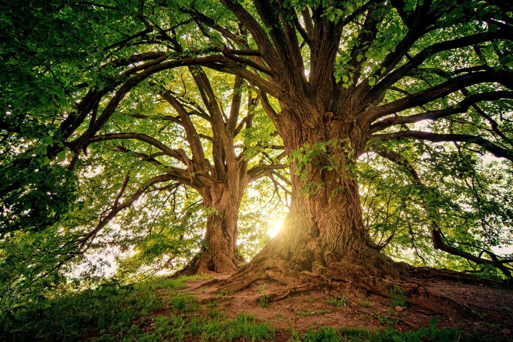 trees-3822149_1280-1